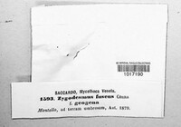 Zygodesmus fuscus image